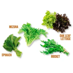 Kitchen Salad Garden Kit 5 Kitchen Salad Garden Kit -Perennials Sales pl2000023931 card3 lg