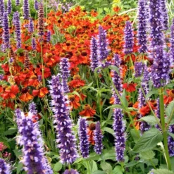 Agastache & Helenium Plant Combination