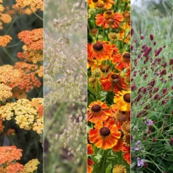 Contemporary Plant Combination