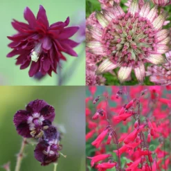 Rich Tones Slug Resistant Plant Combination