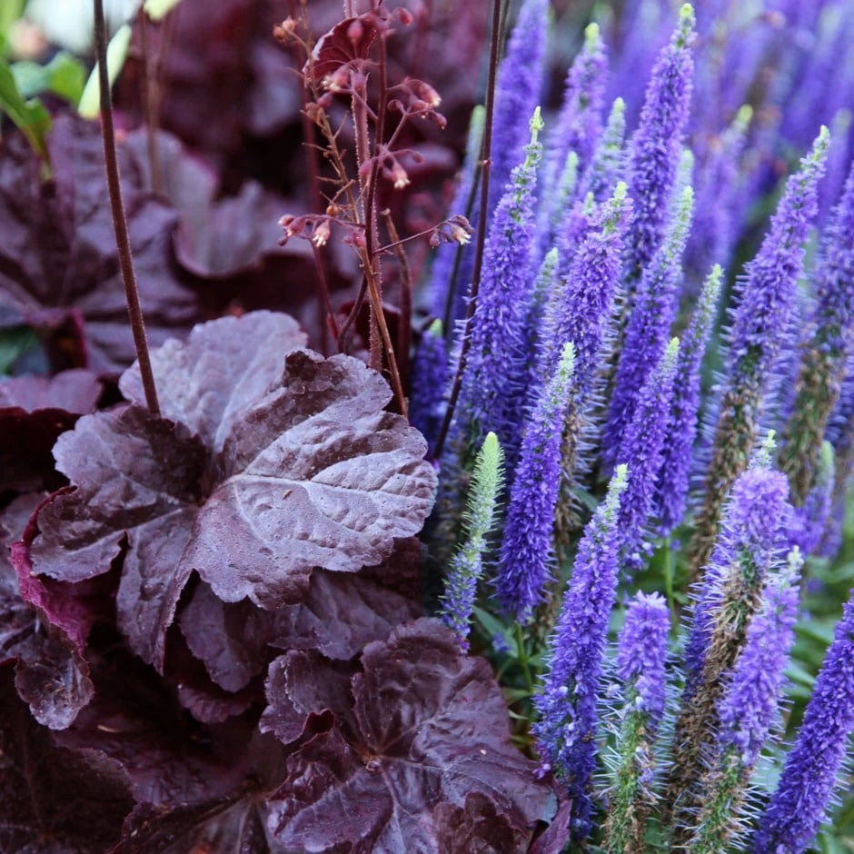 Moody Plant Combination 1 Moody Plant Combination