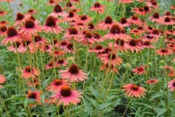 Echinacea 'Hot Lava' (PBR) -Perennials Sales pl2000024661 card3 lg