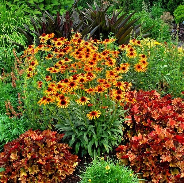 Echinacea 'Flame Thrower' (PBR) 2 Echinacea 'Flame Thrower' (PBR) - Image 2