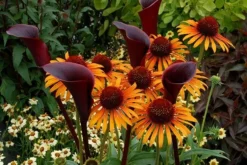 Echinacea 'Flame Thrower' (PBR) 11 Echinacea 'Flame Thrower' (PBR) -Perennials Sales pl2000024662 card5 lg