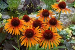 Echinacea 'Flame Thrower' (PBR) 12 Echinacea 'Flame Thrower' (PBR) -Perennials Sales pl2000024662 card6 lg