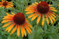 Echinacea 'Flame Thrower' (PBR) 13 Echinacea 'Flame Thrower' (PBR) -Perennials Sales pl2000024662 card7 lg