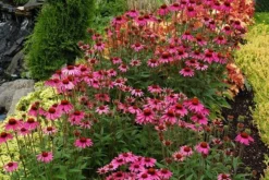 Echinacea 'Amazing Dream' (PBR) -Perennials Sales pl2000024665 card3 lg