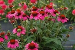 Echinacea 'Amazing Dream' (PBR) -Perennials Sales pl2000024665 card4 lg