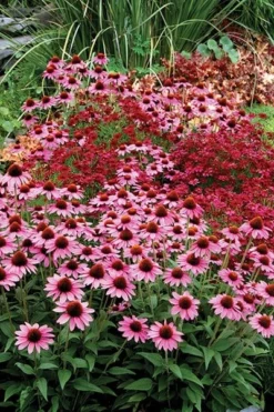 Echinacea 'Amazing Dream' (PBR) -Perennials Sales pl2000024665 card5 lg