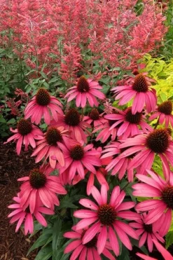 Echinacea 'Amazing Dream' (PBR) -Perennials Sales pl2000024665 card6 lg
