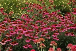 Echinacea 'Amazing Dream' (PBR) -Perennials Sales pl2000024665 card7 lg