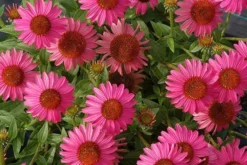 Echinacea 'Amazing Dream' (PBR) -Perennials Sales pl2000024665 card8 lg
