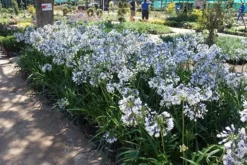 Agapanthus Twister ('Ambic001') (PBR) -Perennials Sales pl2000024684 card3 lg