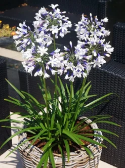 Agapanthus Twister ('Ambic001') (PBR) -Perennials Sales pl2000024684 card4 lg