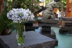 Agapanthus Twister ('Ambic001') (PBR) -Perennials Sales pl2000024684 card5 lg