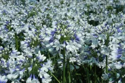 Agapanthus Twister ('Ambic001') (PBR) -Perennials Sales pl2000024684 card7 lg