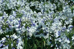 Agapanthus Twister ('Ambic001') (PBR) -Perennials Sales pl2000024684 card9 lg
