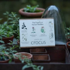 Herbal Teas Seed Gift Box -Perennials Sales pl2000024986 card3 lg