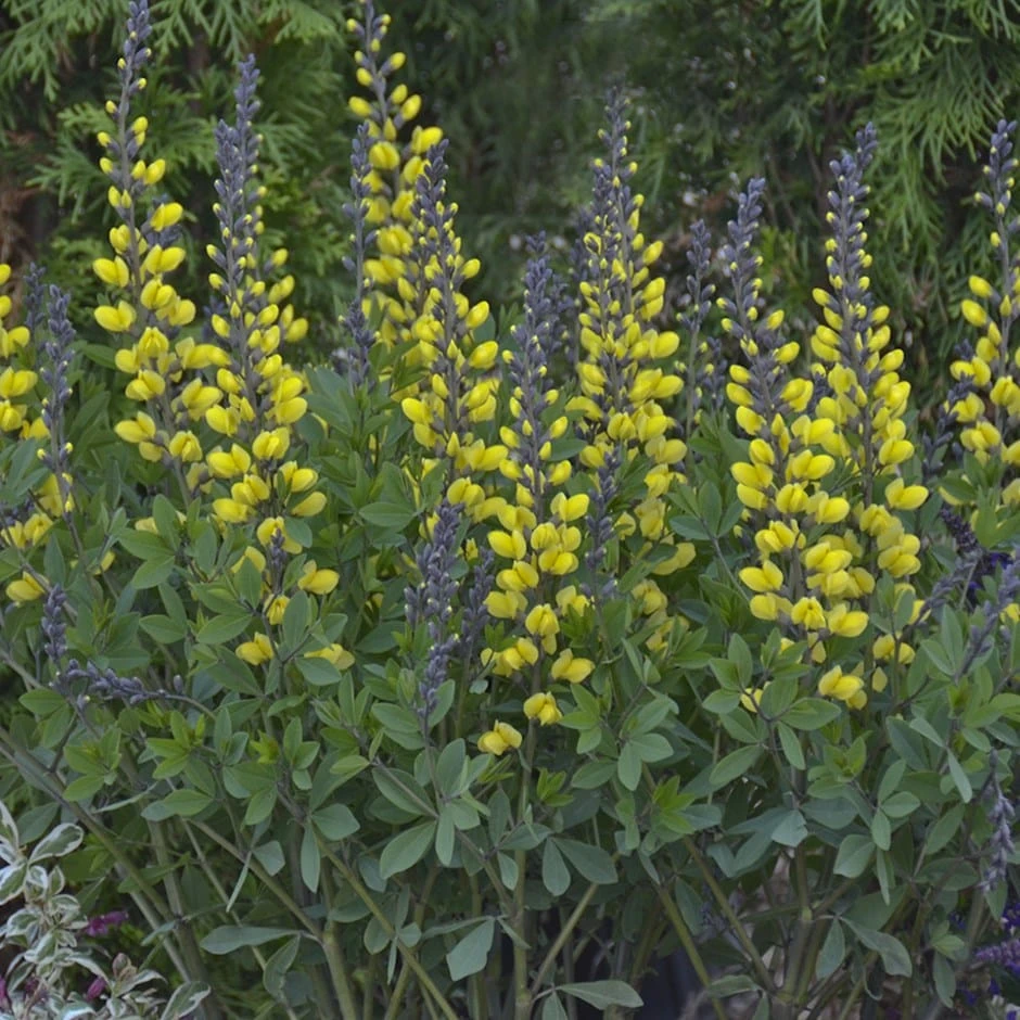 Baptisia 'Lemon Meringue' 1 Baptisia 'Lemon Meringue'