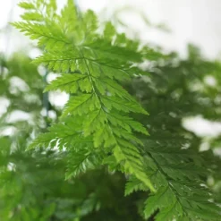 Humata Tyermanii 'Bunny' 7 Humata Tyermanii 'Bunny' -Perennials Sales pl2000027228 card4 lg