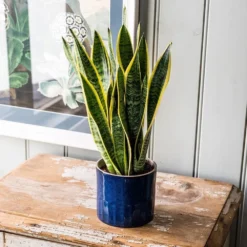 Sansevieria Trifasciata Var. Laurentii 9 Sansevieria Trifasciata Var. Laurentii -Perennials Sales pl2000027233 card5 lg