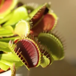 Venus Fly Trap 6 Venus Fly Trap -Perennials Sales pl2000027243 card3 lg