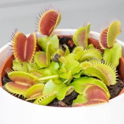 Venus Fly Trap 7 Venus Fly Trap -Perennials Sales pl2000027243 card4 lg
