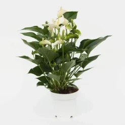 Anthurium White Champion ('Anthefaqyr') (PBR) -Perennials Sales pl2000027698 card3 lg