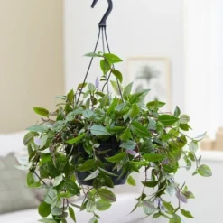 Tradescantia 'Green Hill' 5 Tradescantia 'Green Hill' -Perennials Sales pl2000027706 card3 lg