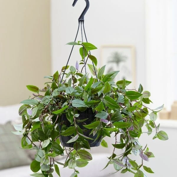 Tradescantia 'Green Hill' 3 Tradescantia 'Green Hill' - Image 3