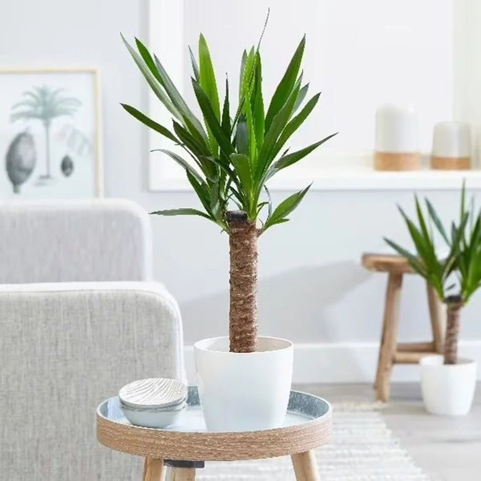 Yucca Elephantipes 1 Yucca Elephantipes