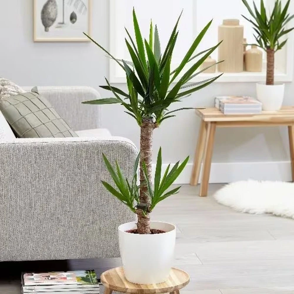 Yucca Elephantipes 4 Yucca Elephantipes - Image 4