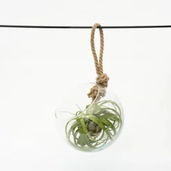 Extra Large Air Plant With Hanging Glass Orb/terrarium -Perennials Sales pl2000027709 card3 lg