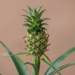 Ananas Comosus Corona ('Duranas2') (PBR) -Perennials Sales pl2000027710 card4 lg