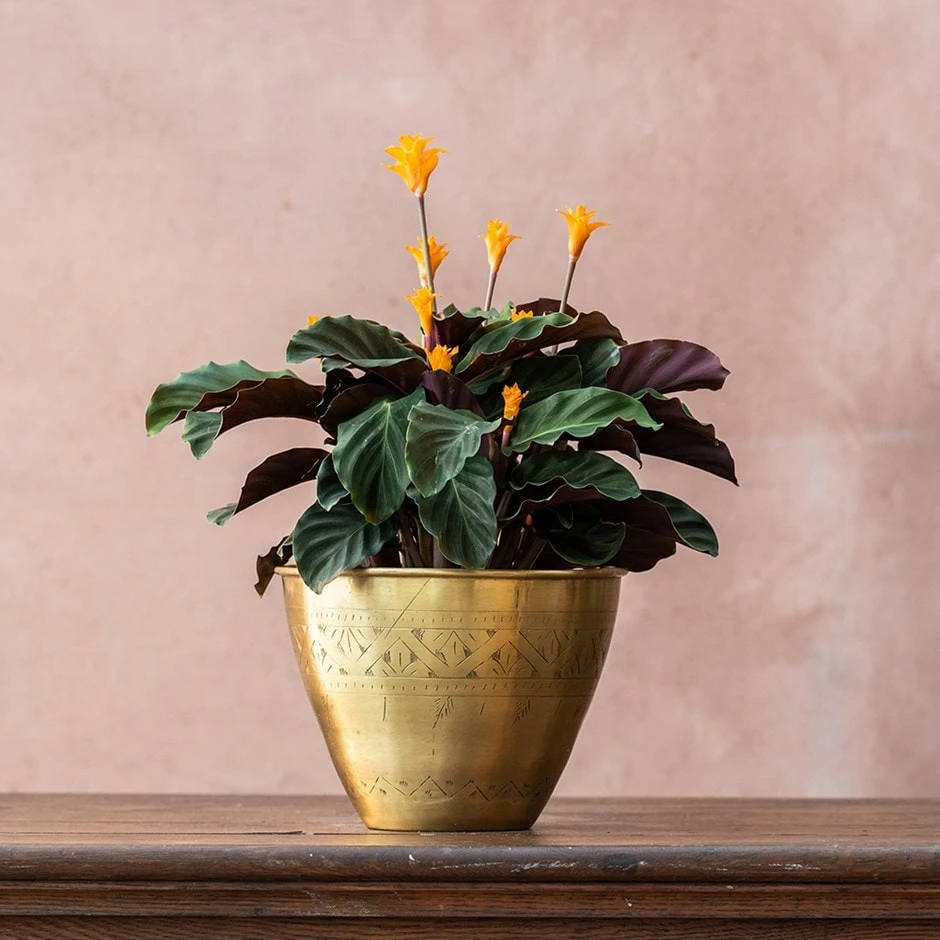 Goeppertia Crocata 'Tassmania'