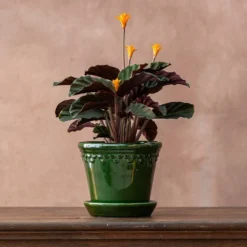 Perennials Sales -Perennials Sales pl2000027721 card2 lg