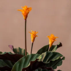 Goeppertia Crocata 'Tassmania' -Perennials Sales pl2000027721 card3 lg