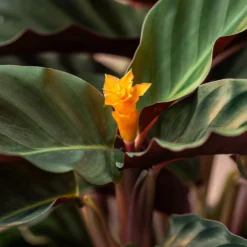 Goeppertia Crocata 'Tassmania' -Perennials Sales pl2000027721 card4 lg