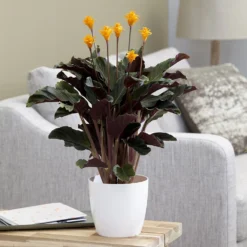 Goeppertia Crocata 'Tassmania' -Perennials Sales pl2000027721 card5 lg