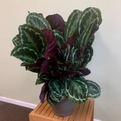 Goeppertia Veitchiana 'Medaillon' -Perennials Sales pl2000027727 card3 lg