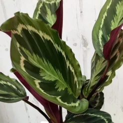 Goeppertia Veitchiana 'Medaillon' -Perennials Sales pl2000027727 card5 lg