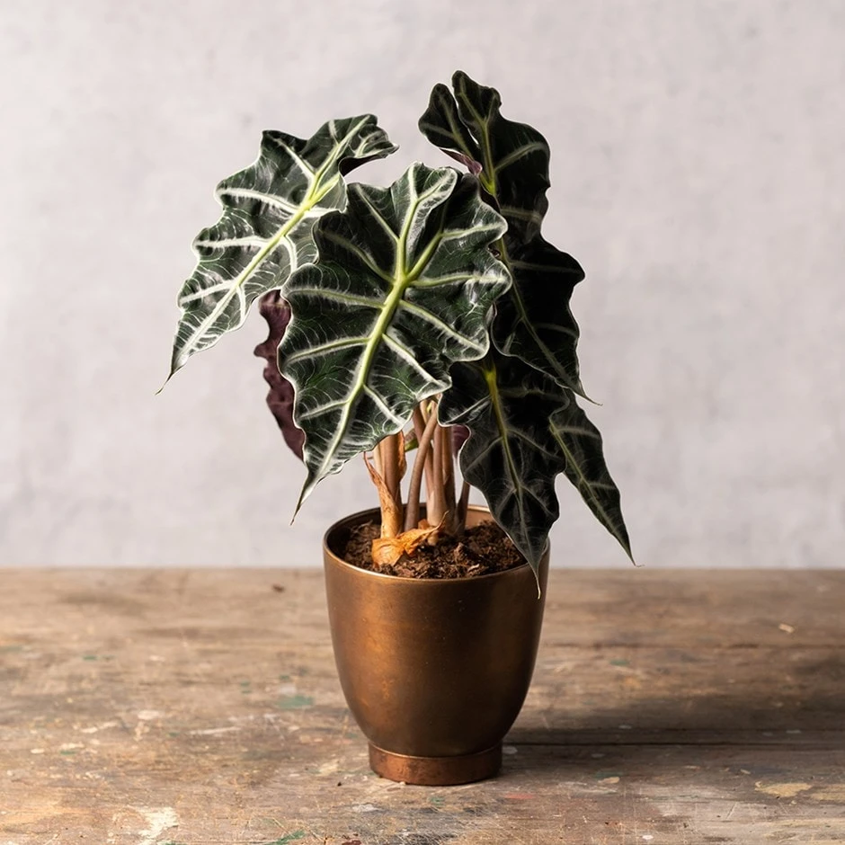 Alocasia × Amazonica 'Polly' 1 Alocasia × Amazonica 'Polly'