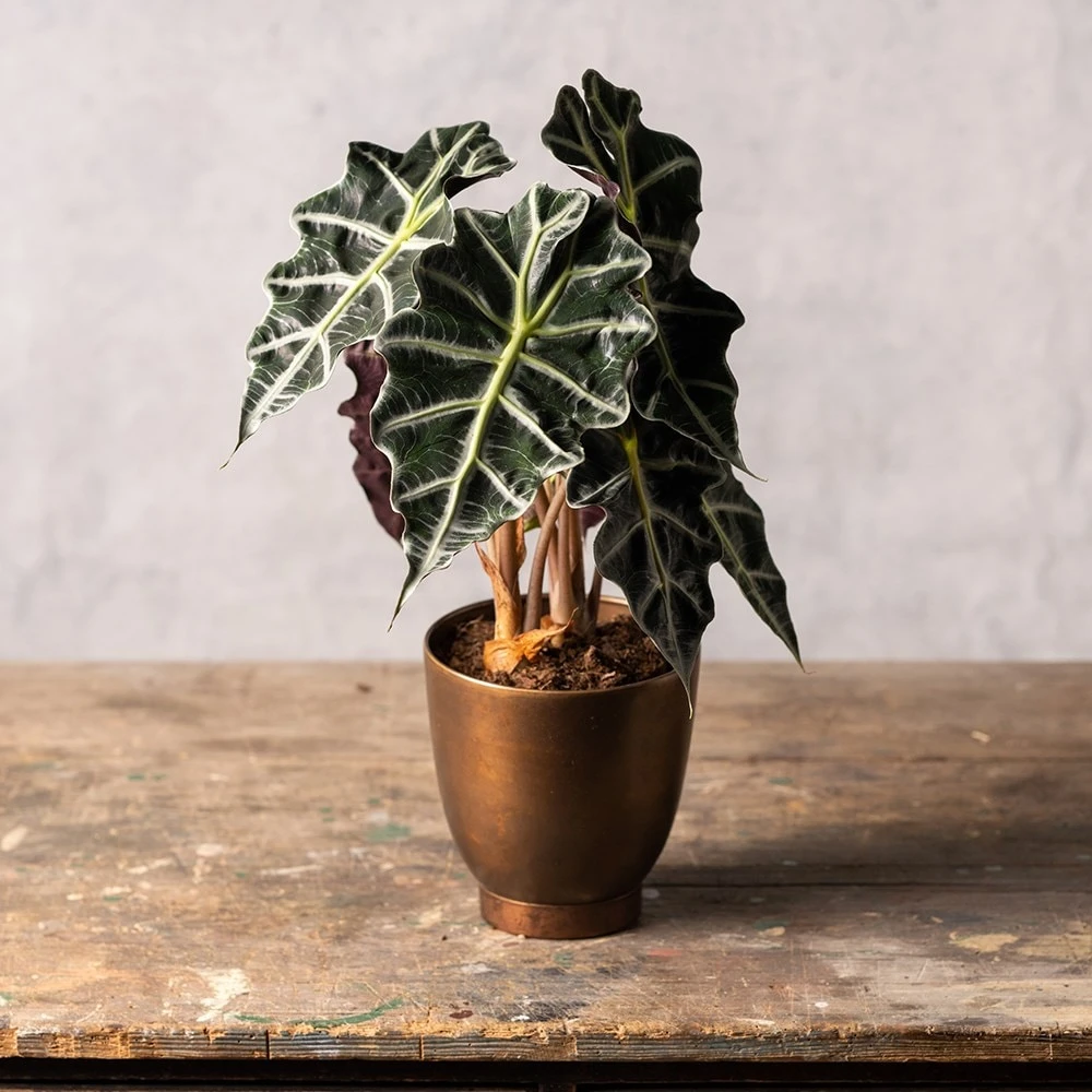 Alocasia × Amazonica 'Polly' 3 Alocasia × Amazonica 'Polly' - Image 3