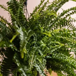 Nephrolepis Exaltata 'Green Lady' -Perennials Sales pl2000027735 card3 lg