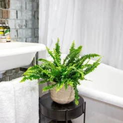 Nephrolepis Exaltata 'Green Lady' -Perennials Sales pl2000027735 card5 lg