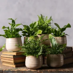 Fern Starter Collection -Perennials Sales pl2000028148 card3 lg