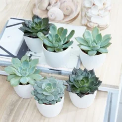 Echeveria Starter Collection