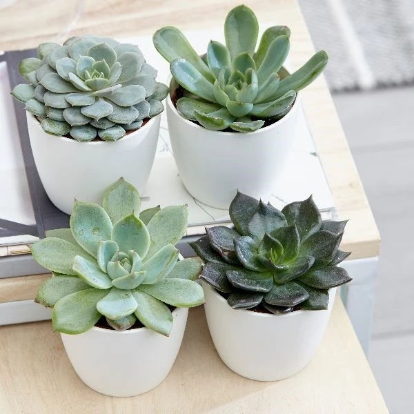 Echeveria Starter Collection 2 Echeveria Starter Collection - Image 2