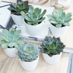 Echeveria Starter Collection 7 Echeveria Starter Collection -Perennials Sales pl2000028161 card3 lg