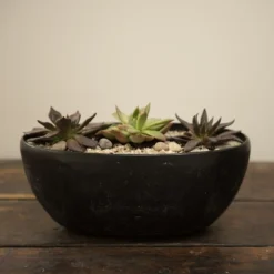 Echeveria Starter Collection 8 Echeveria Starter Collection -Perennials Sales pl2000028161 card4 lg